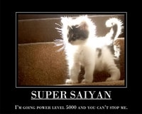 Gatto Super Saiyan